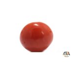 Red Coral 7.85 Carat (8.63 Ratti) - Image 3
